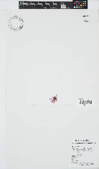 Erythroclonium corallinum image