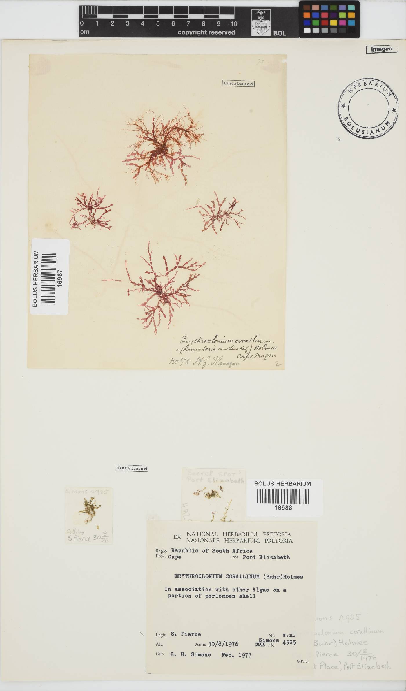 Erythroclonium corallinum image