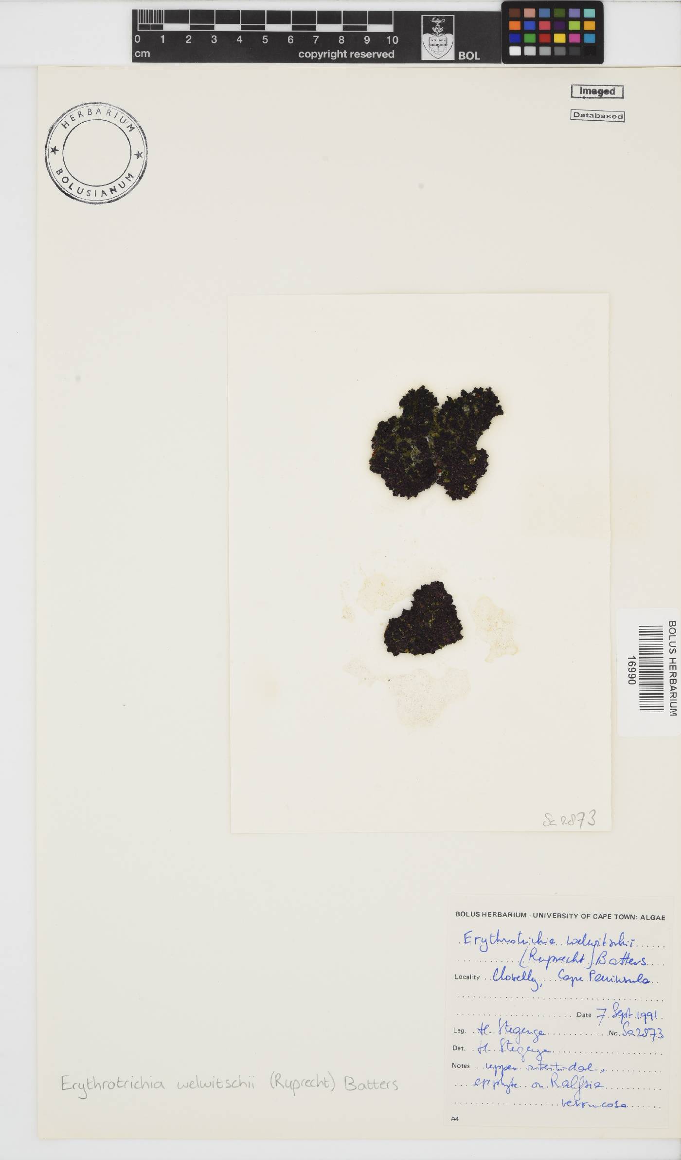 Erythrotrichiaceae image