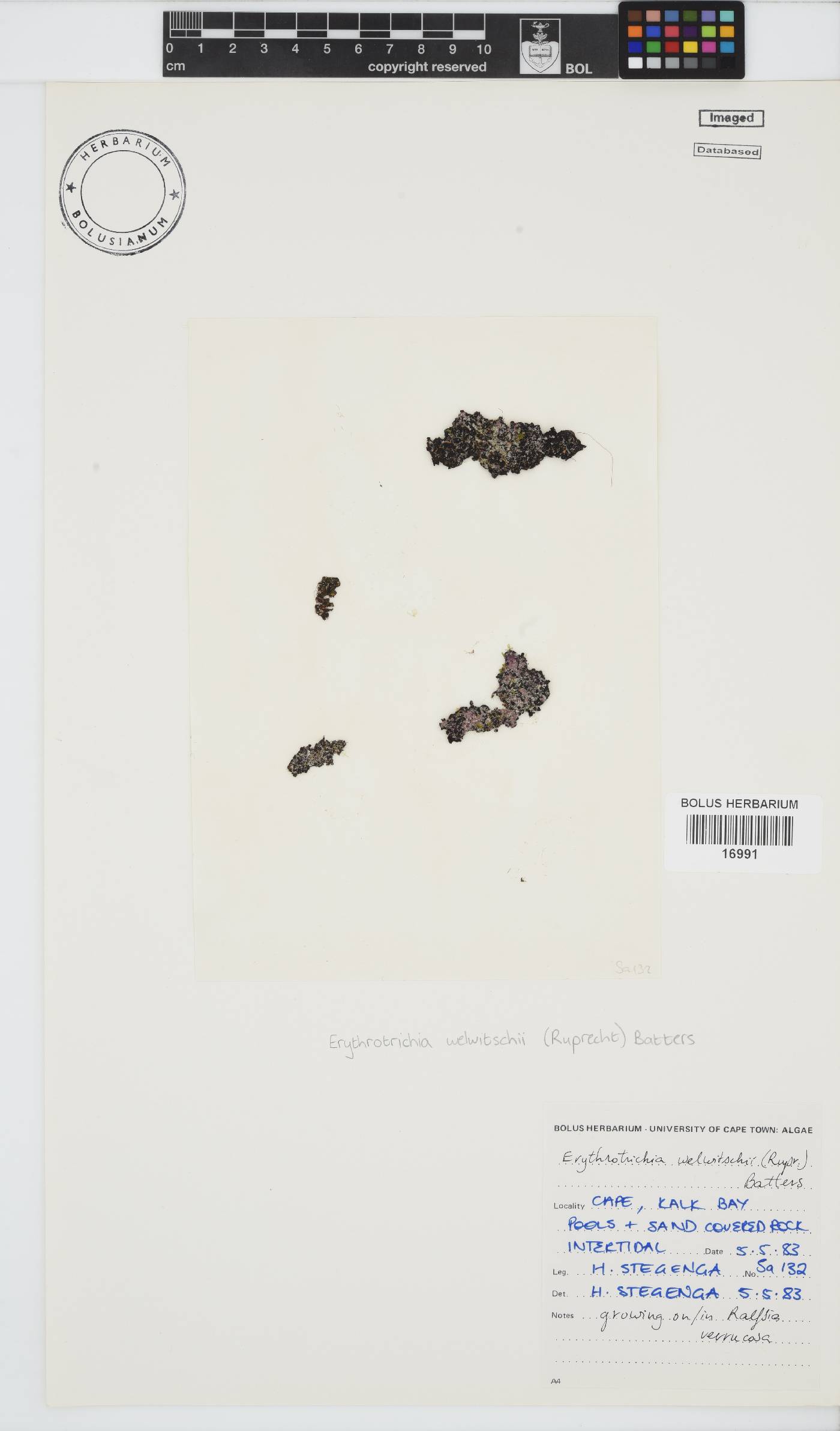 Erythrotrichia image