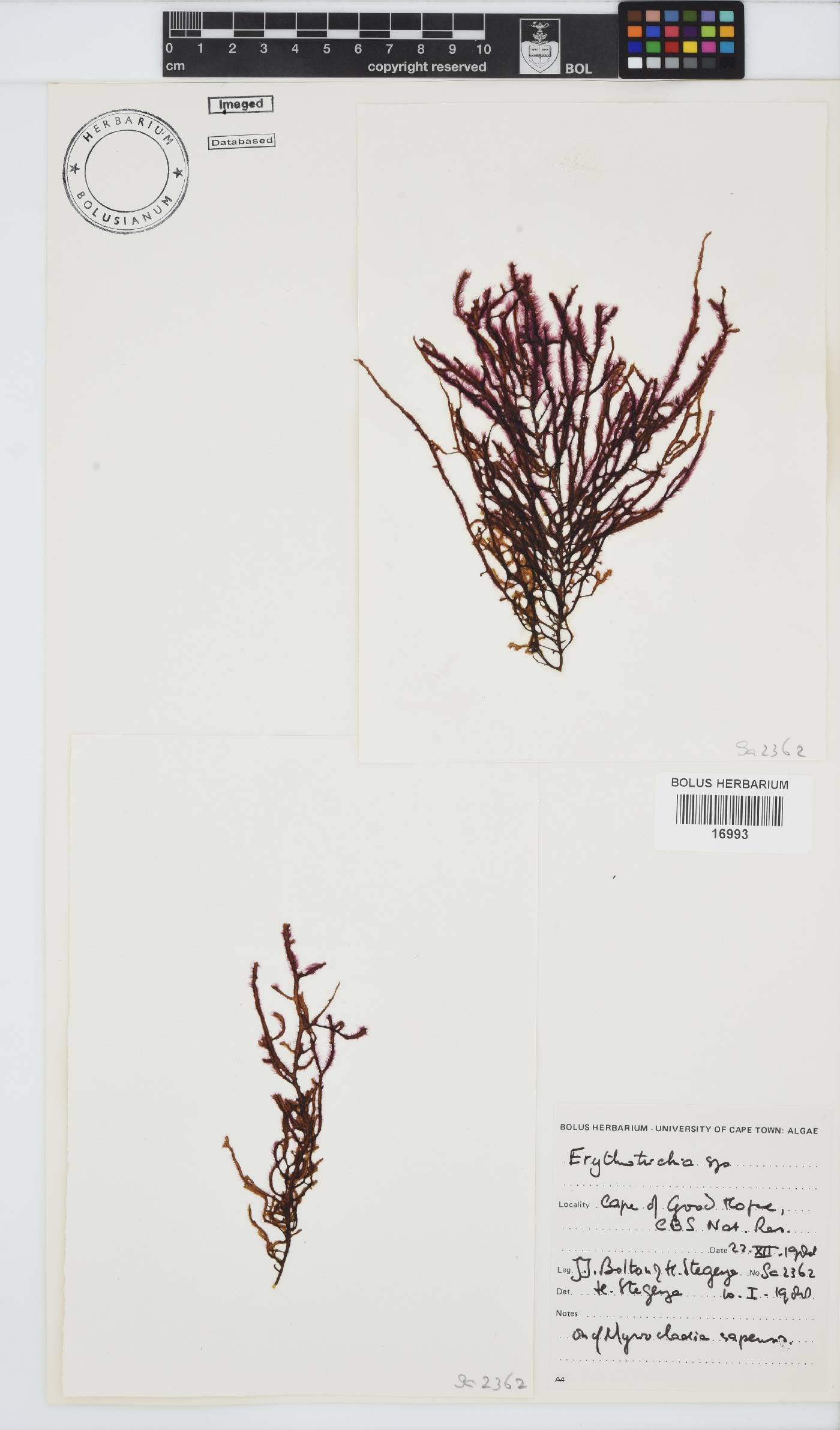 Erythrotrichia image