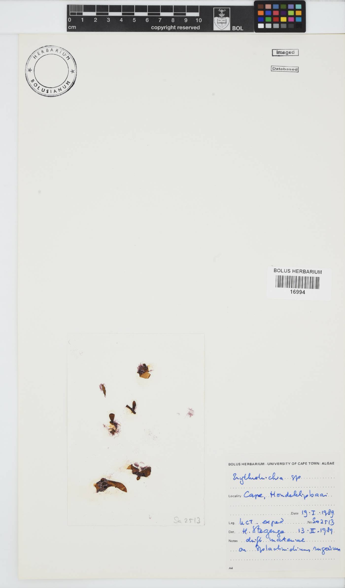 Erythrotrichia image