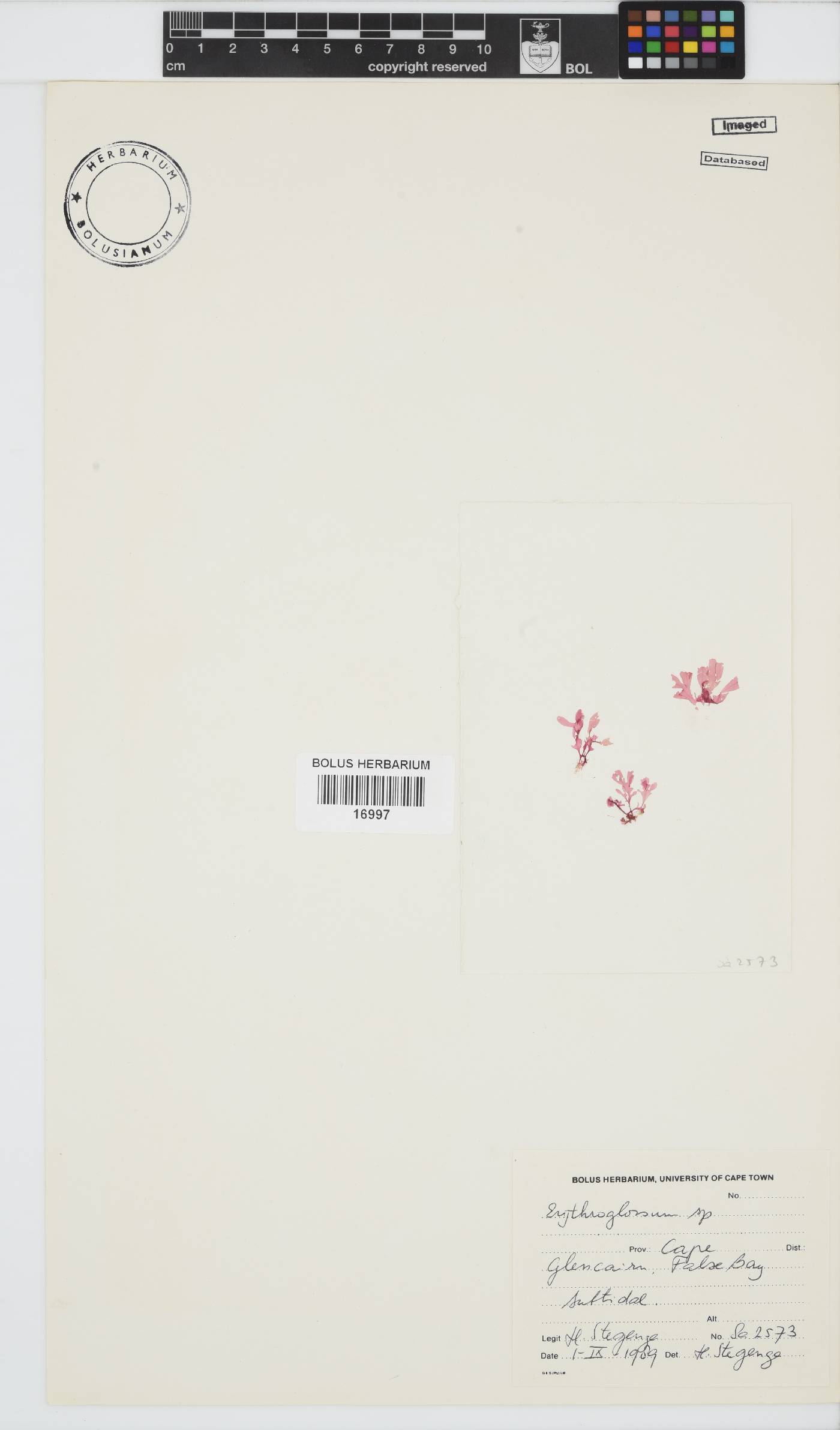 Erythroglossum image