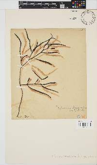 Image of Brassicophycus sisymbrioides