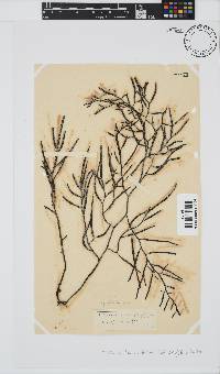 Brassicophycus sisymbrioides image