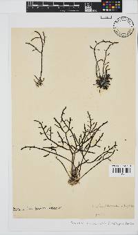 Brassicophycus sisymbrioides image