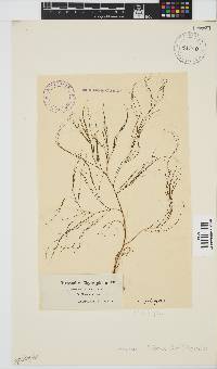 Image of Carpomitra filiformis