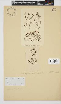 Image of Chnoospora minima