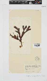 Image of Dictyopteris ligulata