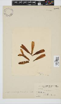 Image of Dictyopteris macrocarpa