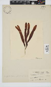 Dictyopteris macrocarpa image