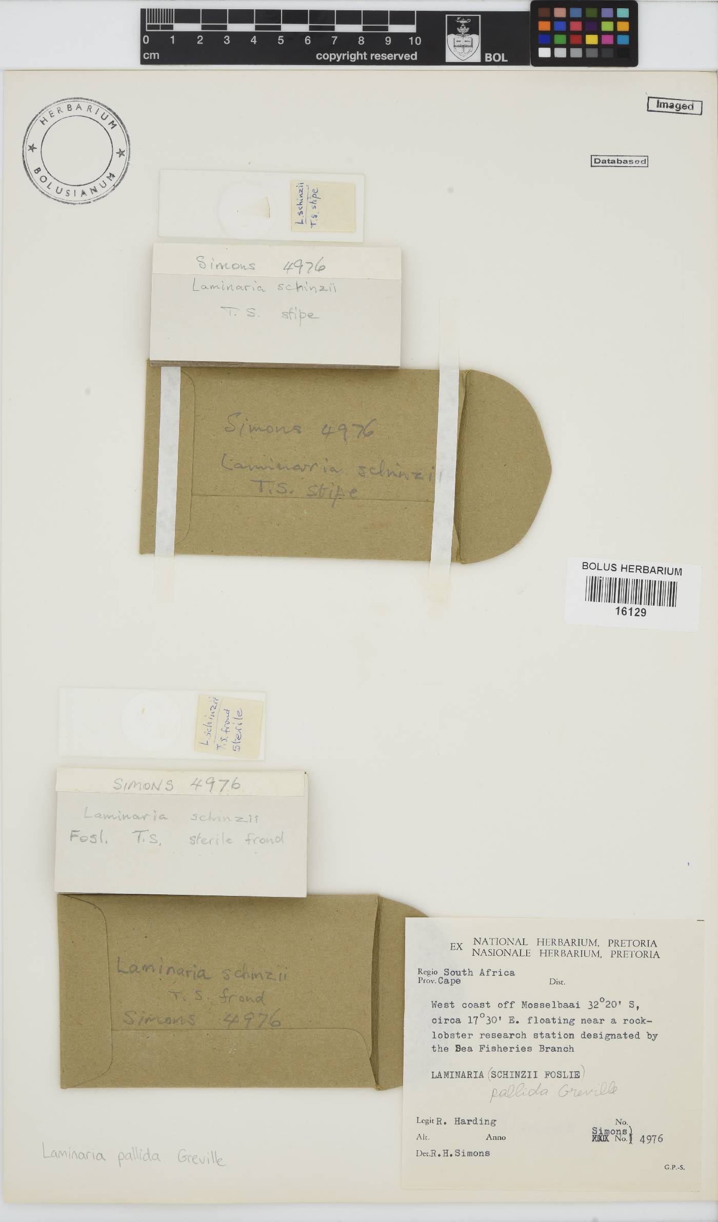 Laminaria image