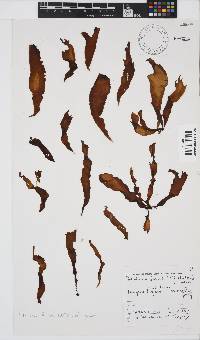 Image of Petalonia fascia