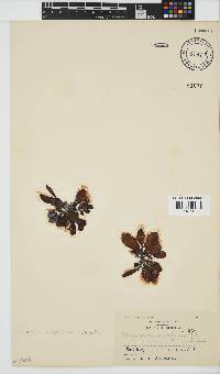 Image of Sargassum aquifolium