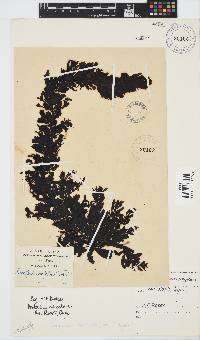 Image of Sargassum incisifolium