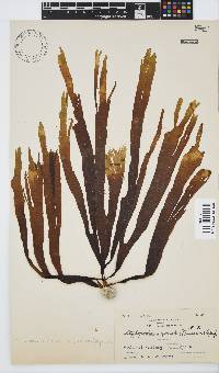 Stypopodium zonale image