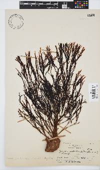 Image of Zonaria subarticulata