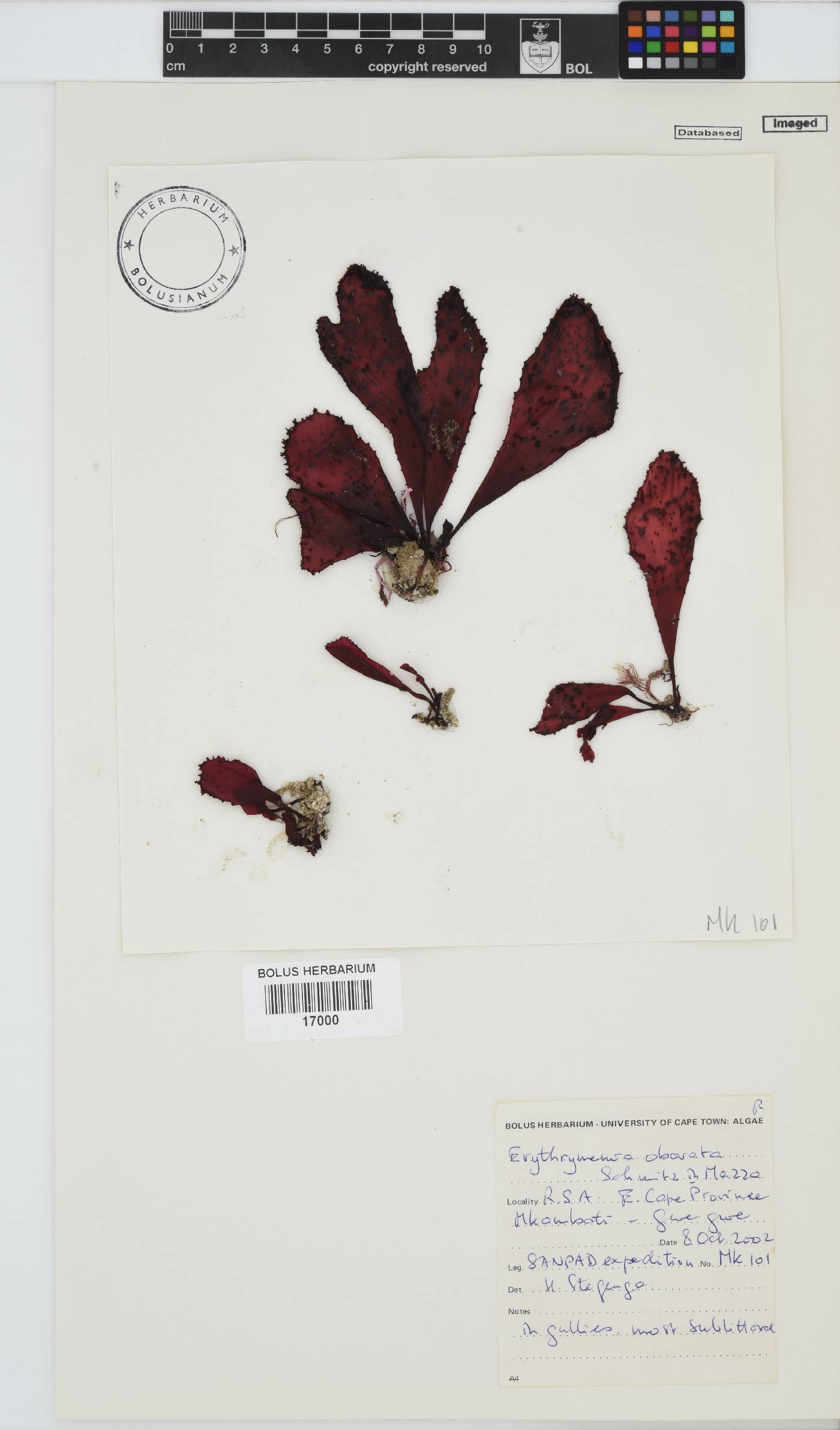 Erythrymenia image