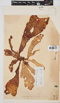 Erythrymenia obovata image