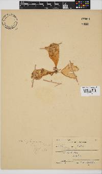Erythrymenia obovata image