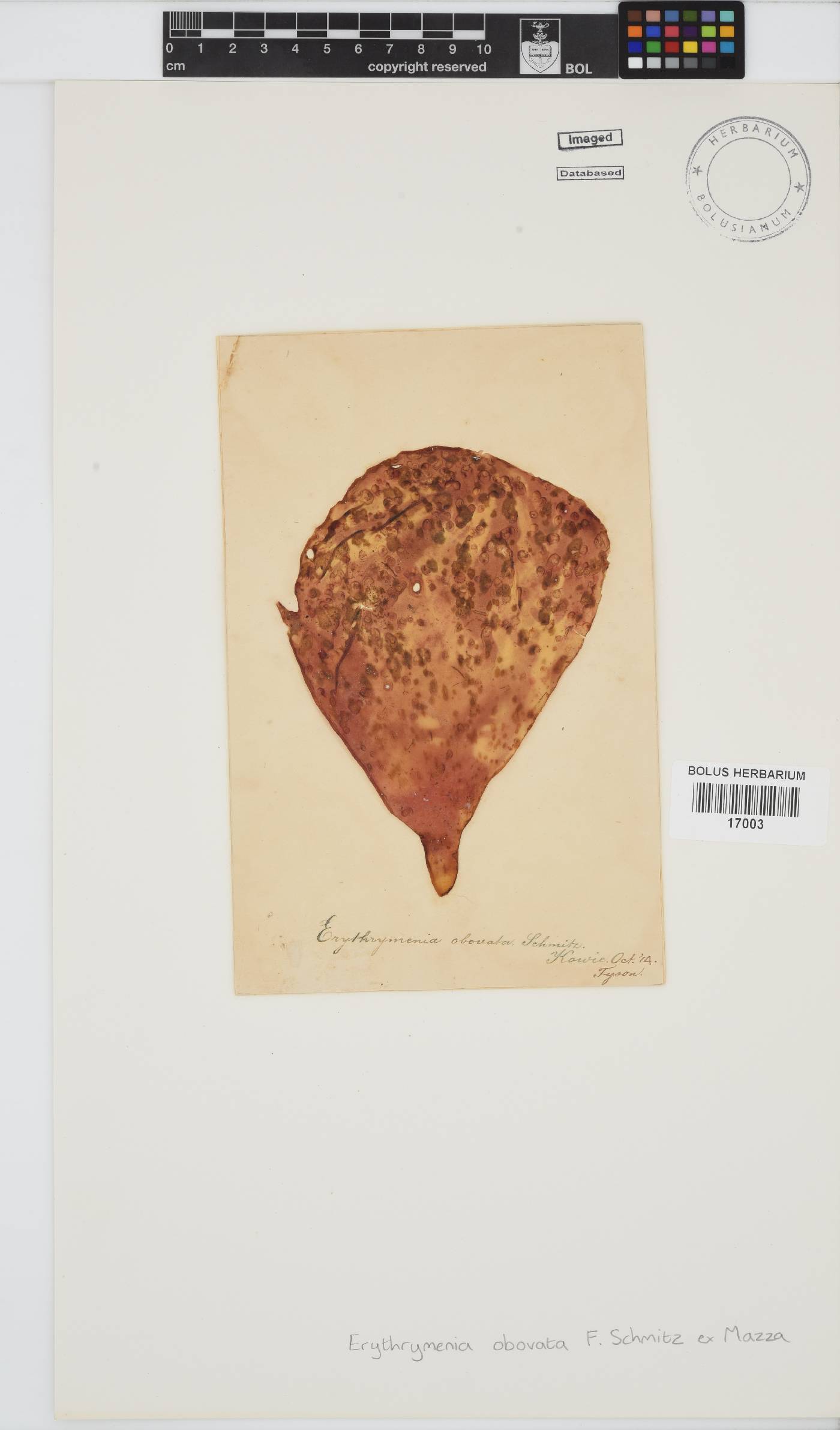 Erythrymenia obovata image