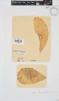 Erythrymenia obovata image