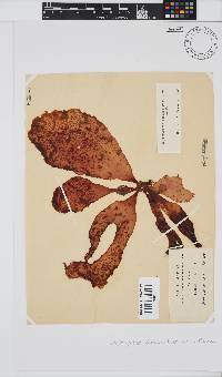 Erythrymenia obovata image