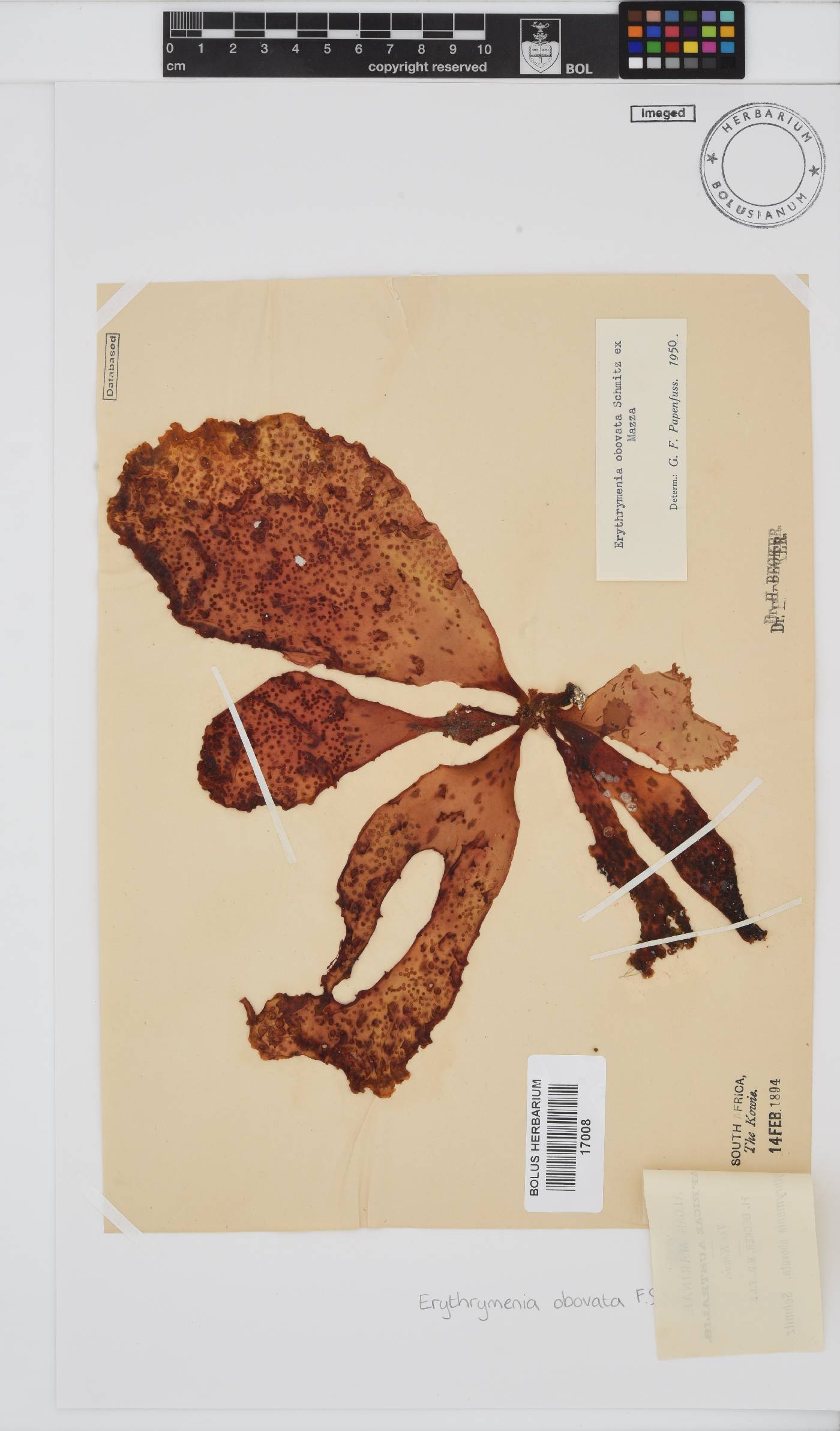 Erythrymenia obovata image