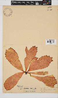 Erythrymenia obovata image