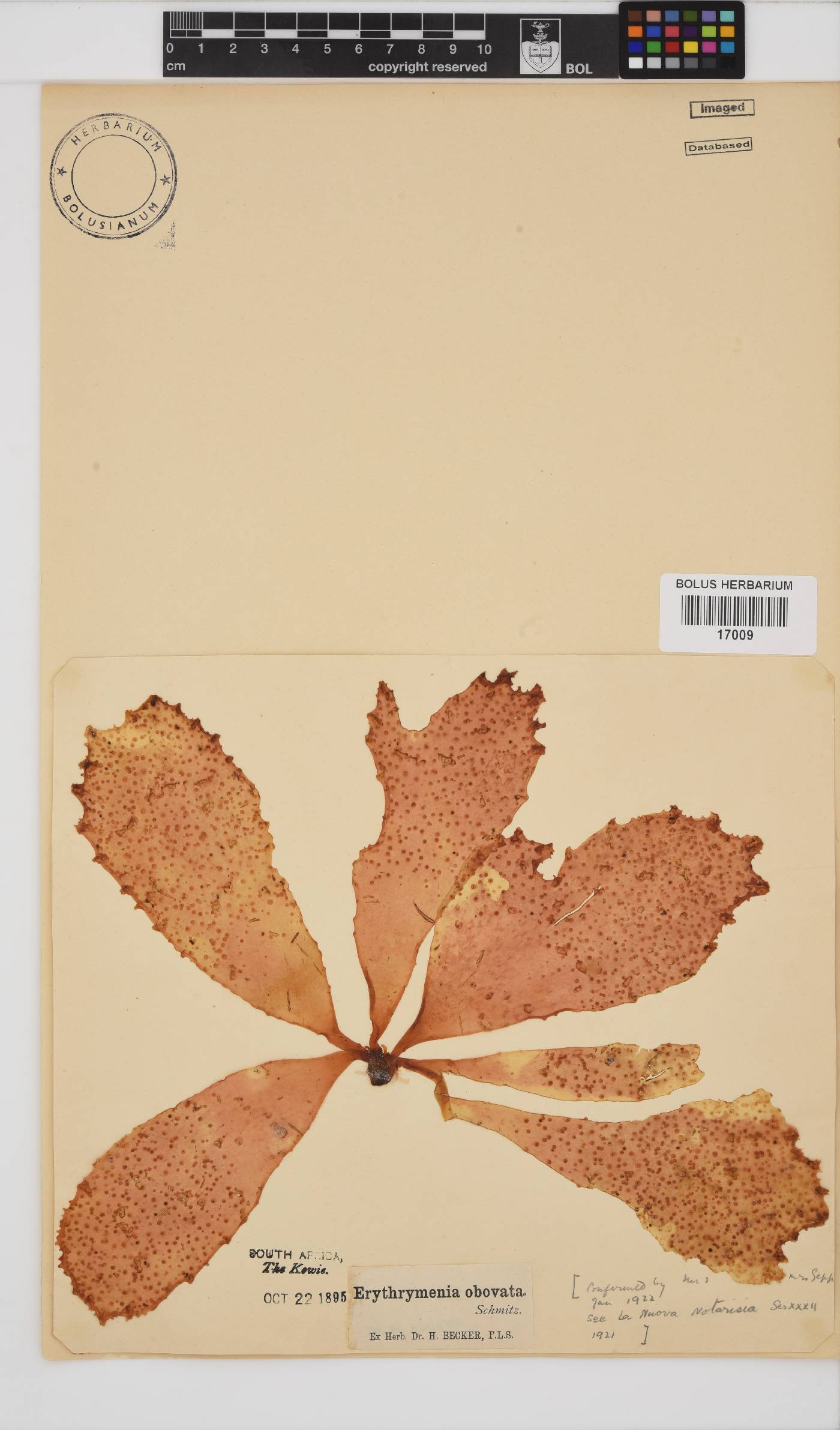 Erythrymenia obovata image