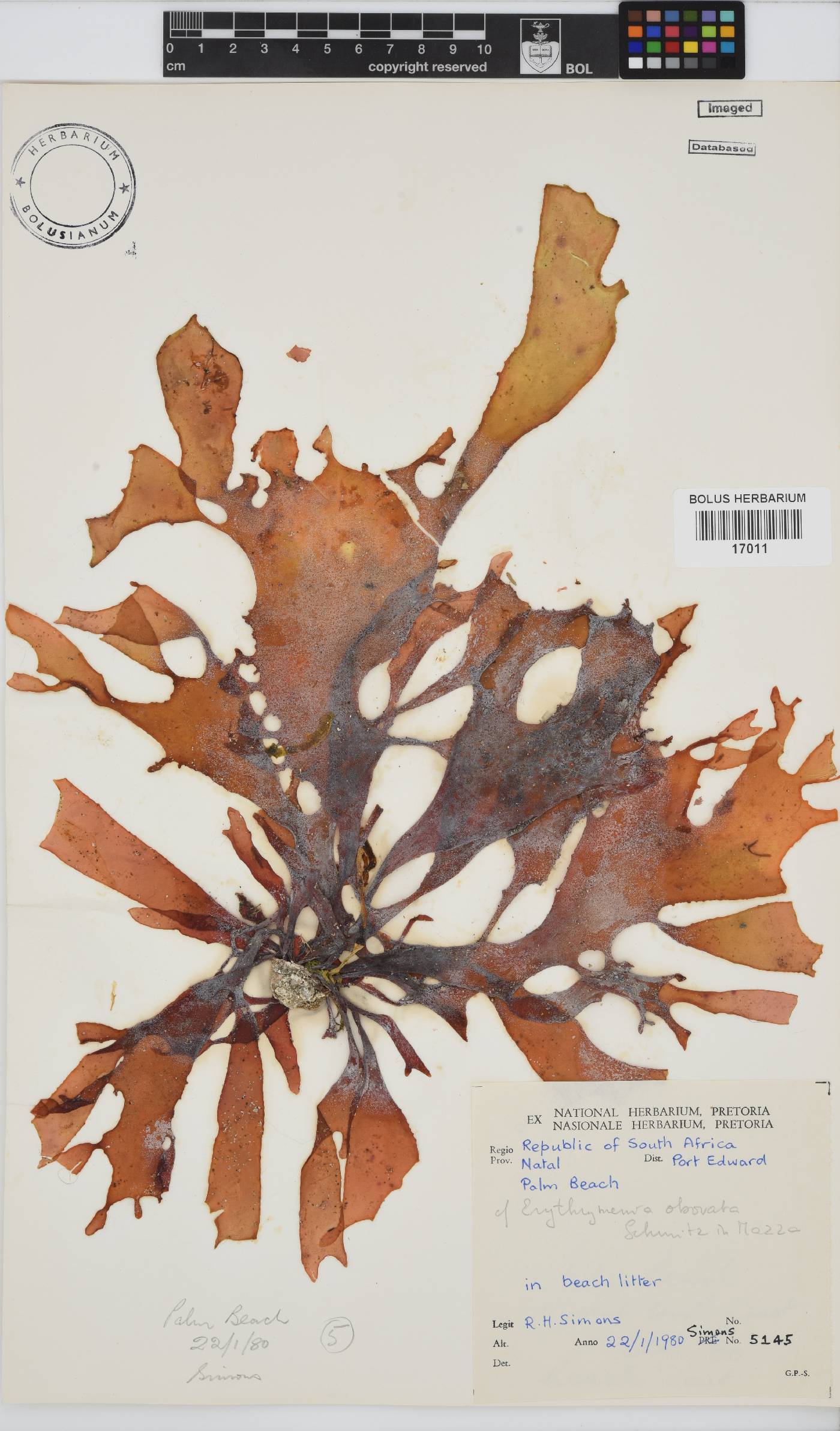 Erythrymenia obovata image