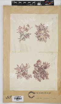 Heteroptilon pappeanum image