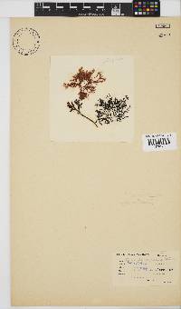 Heteroptilon pappeanum image