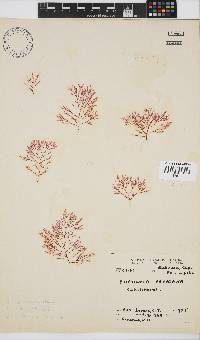 Heteroptilon pappeanum image