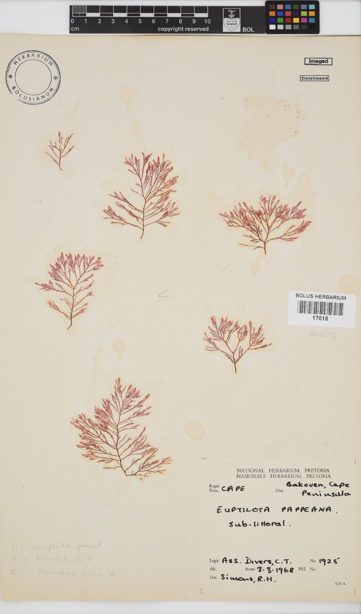 Heteroptilon pappeanum image