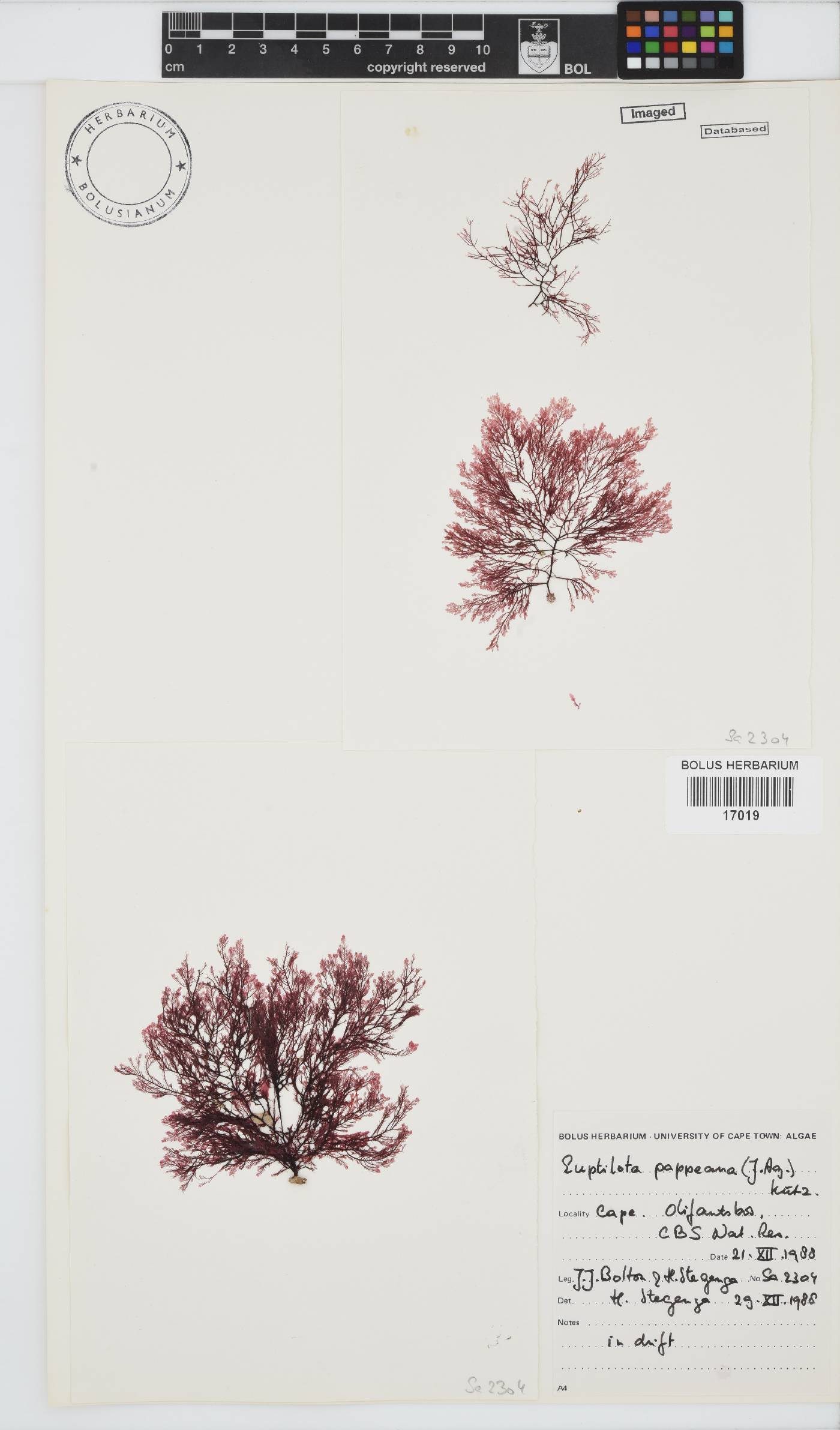 Heteroptilon pappeanum image