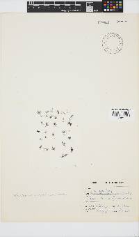 Bryocladia scopulorum image