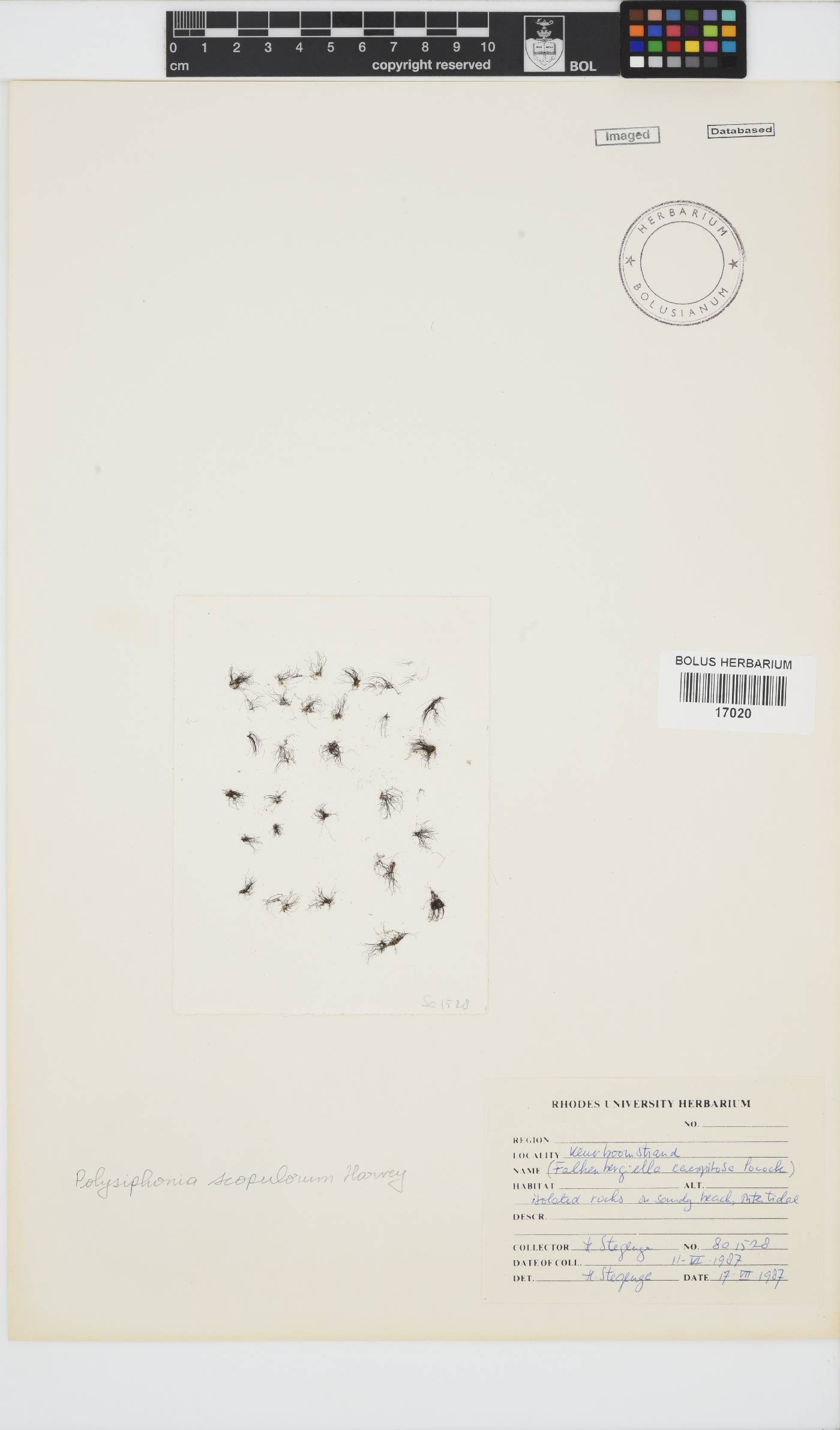 Bryocladia scopulorum image