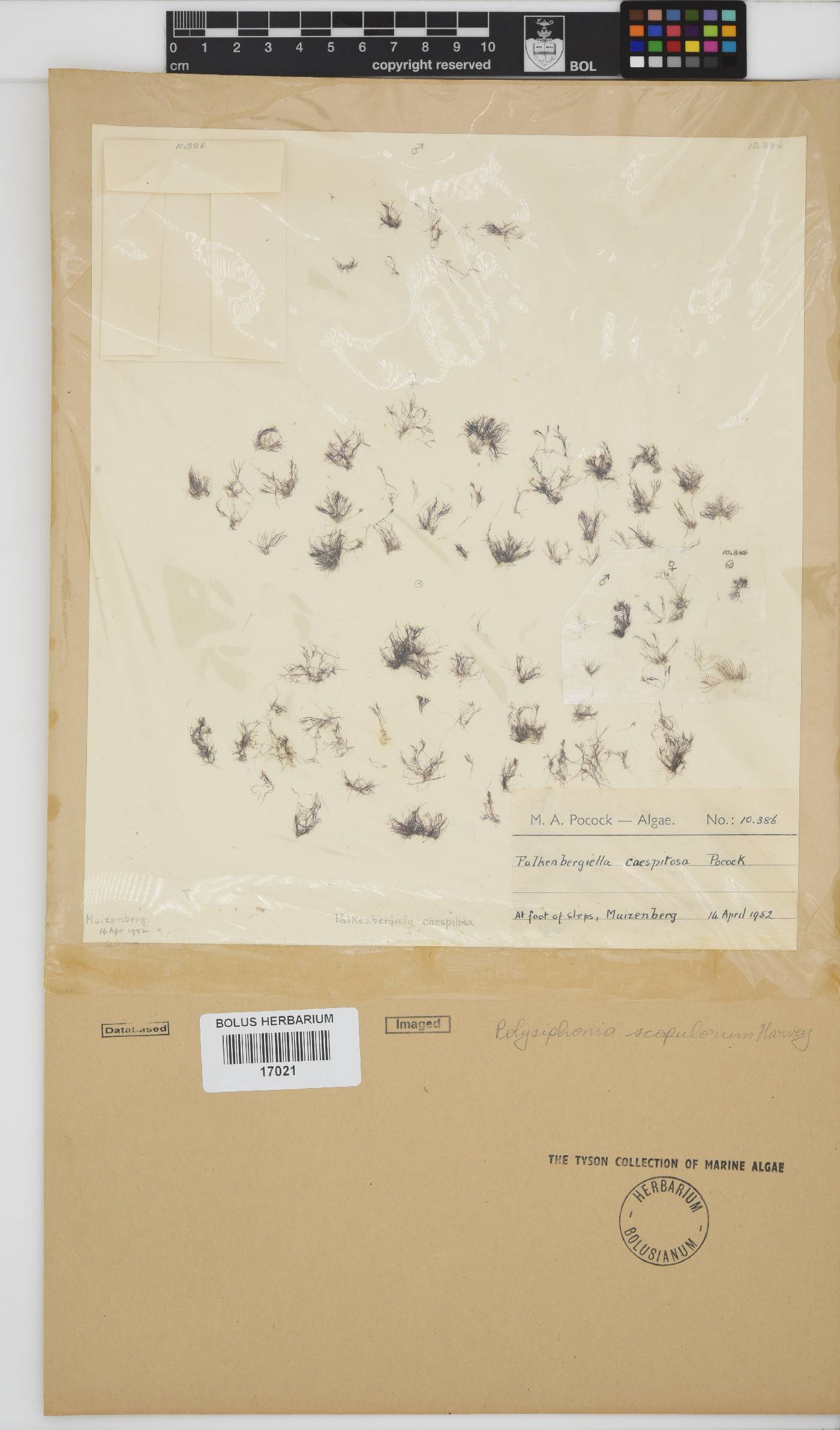 Bryocladia image