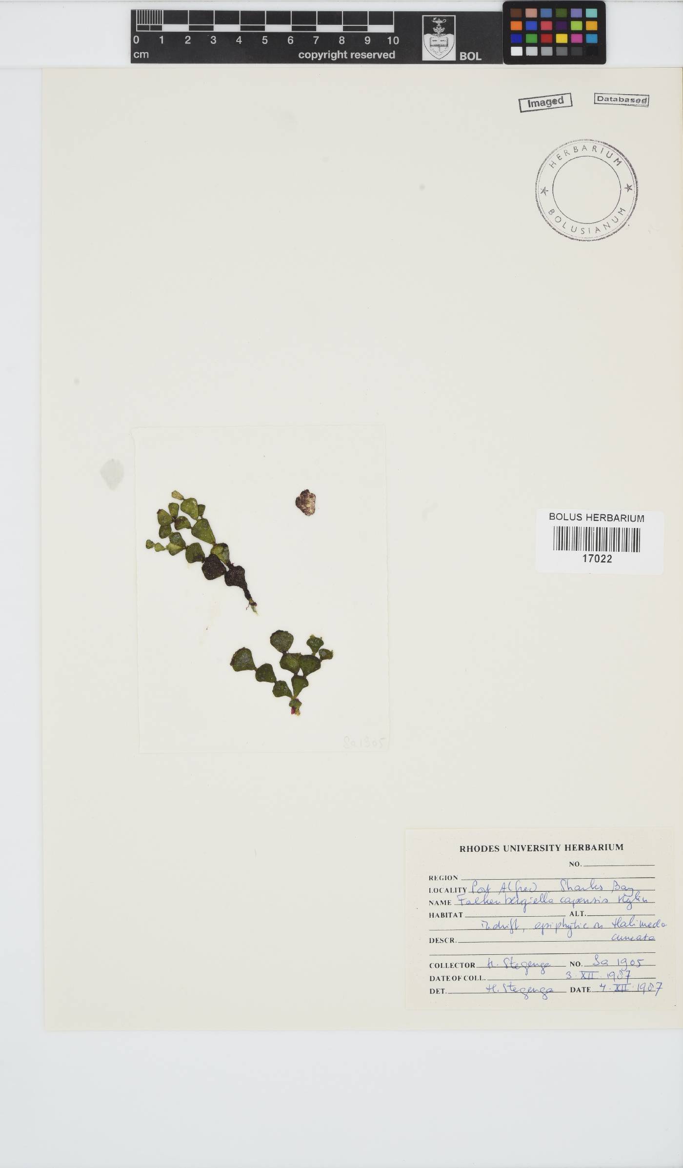 Falkenbergiella image