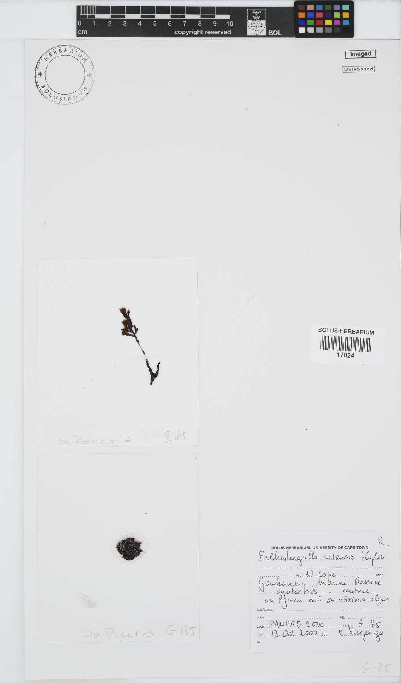Falkenbergiella image