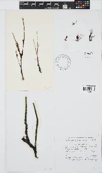 Falkenbergiella capensis image