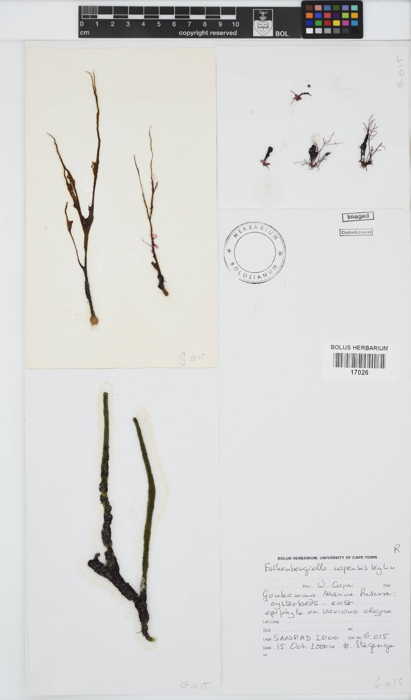 Falkenbergiella image