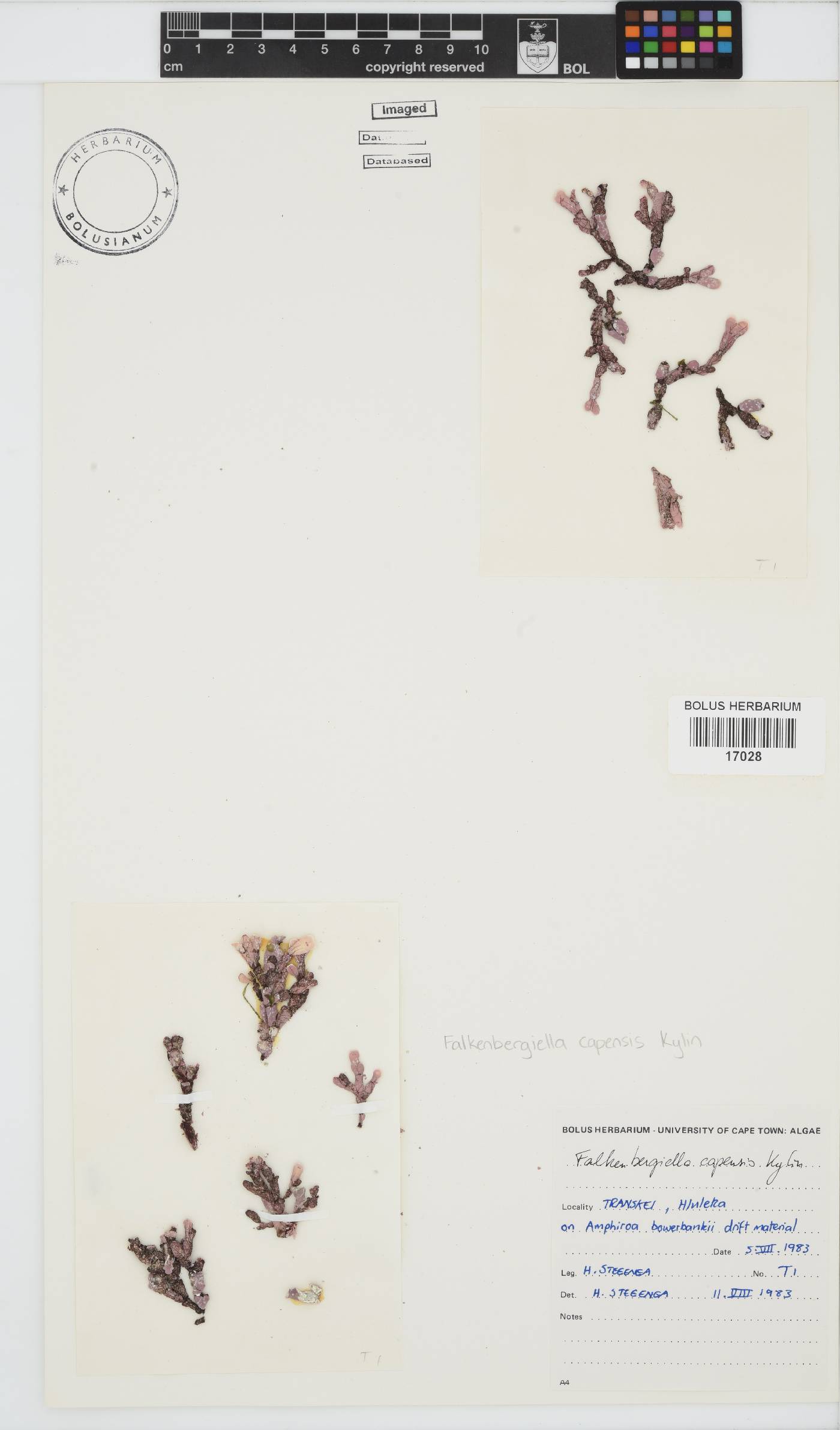 Falkenbergiella capensis image
