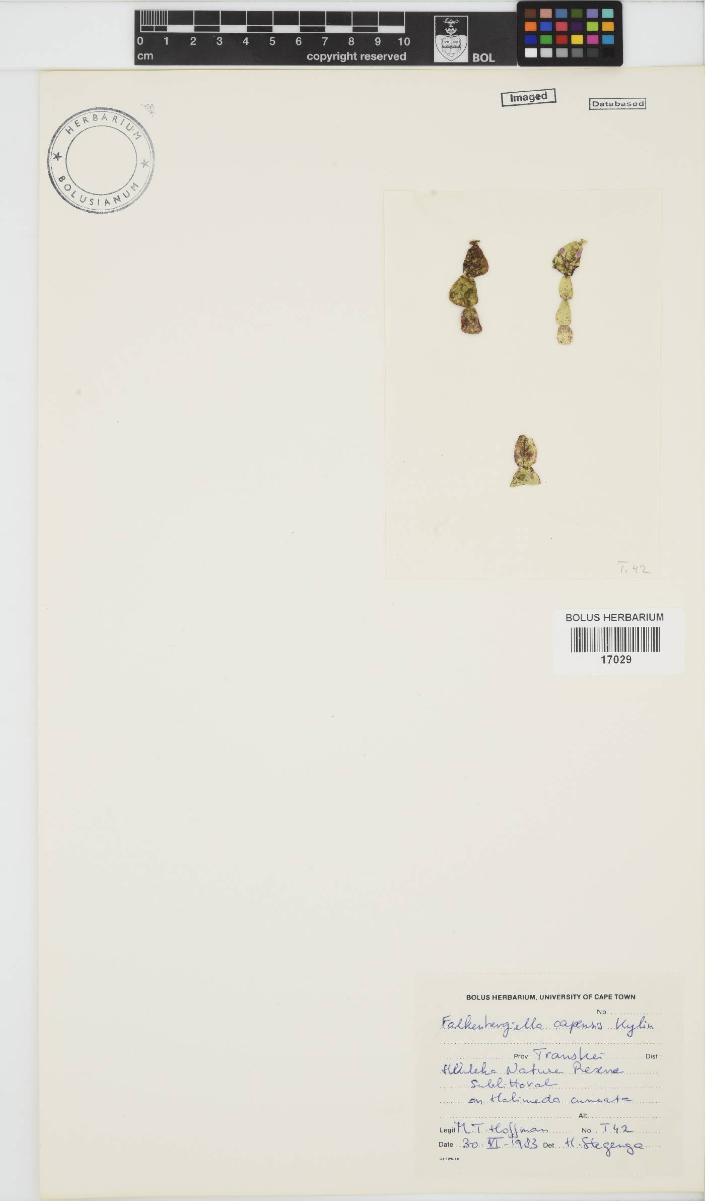 Falkenbergiella capensis image