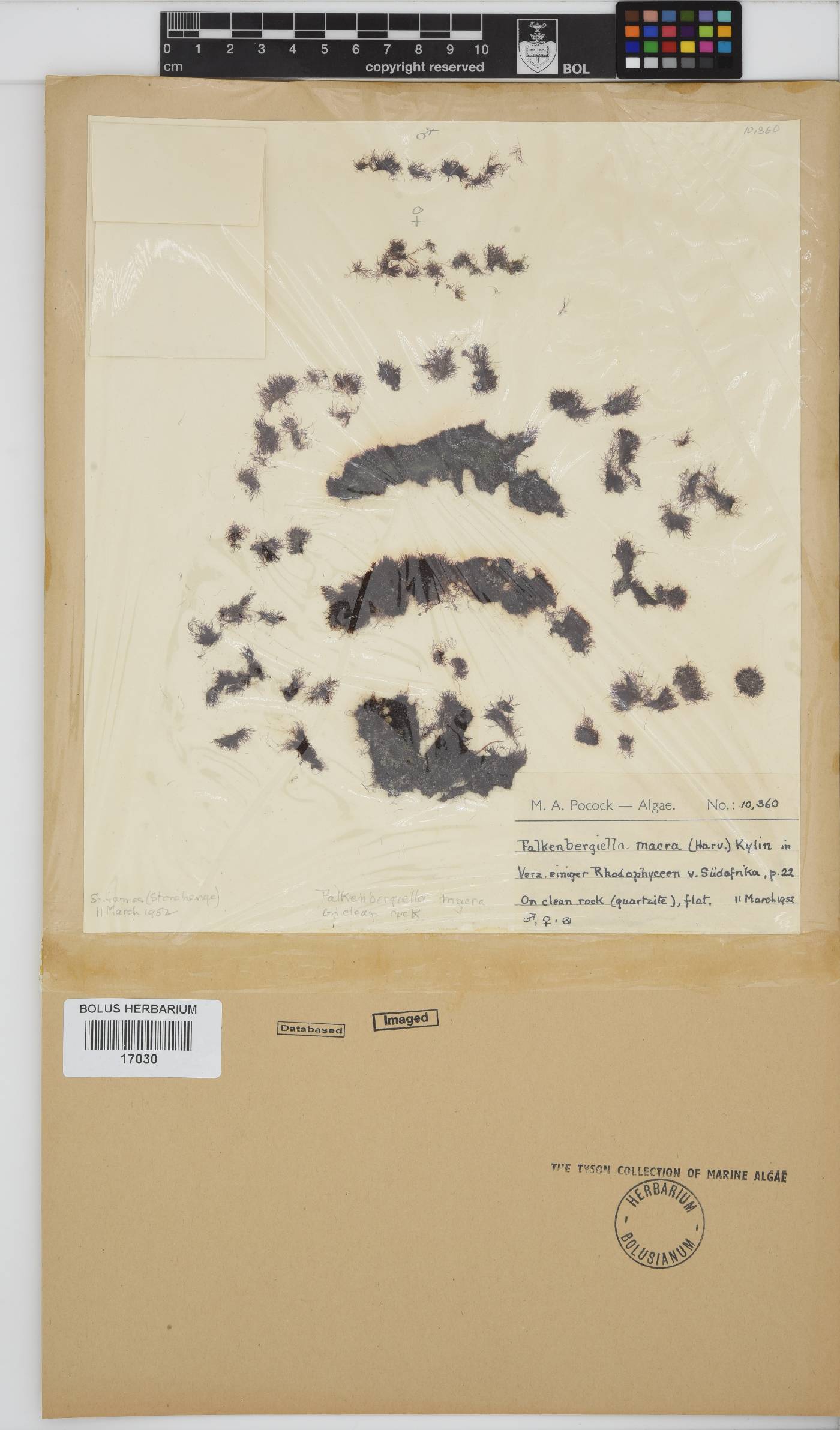 Falkenbergiella macra image