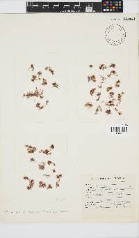 Image of Asparagopsis armata