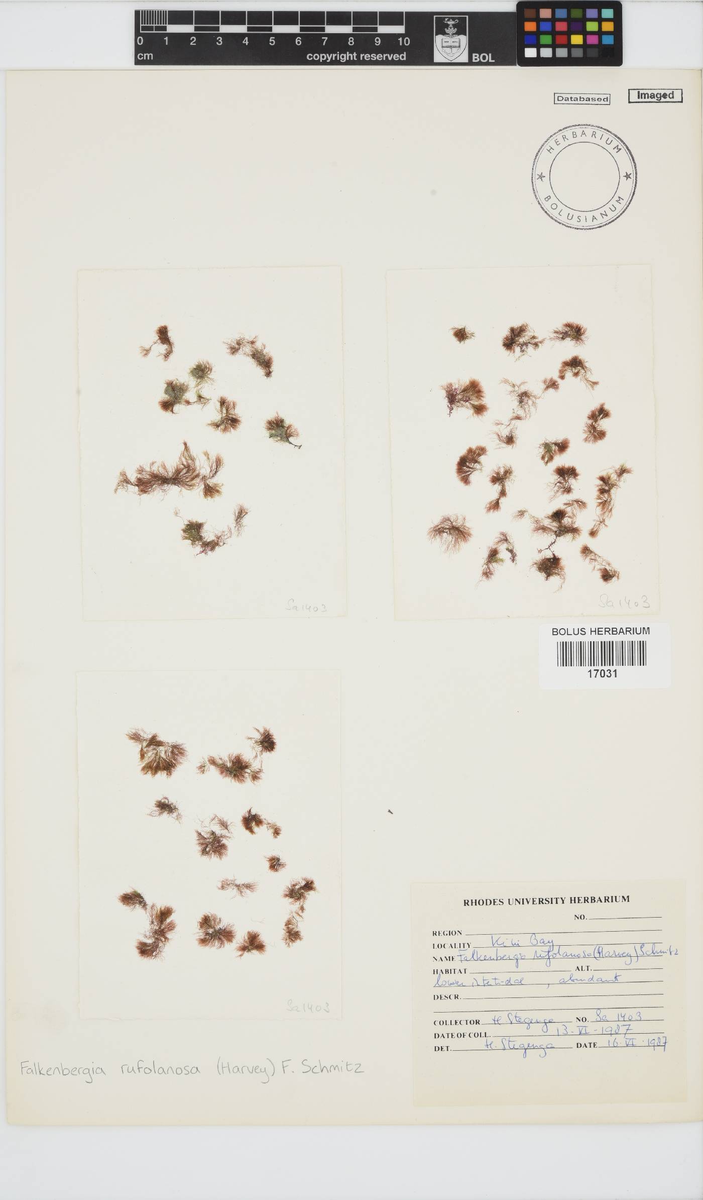 Asparagopsis image