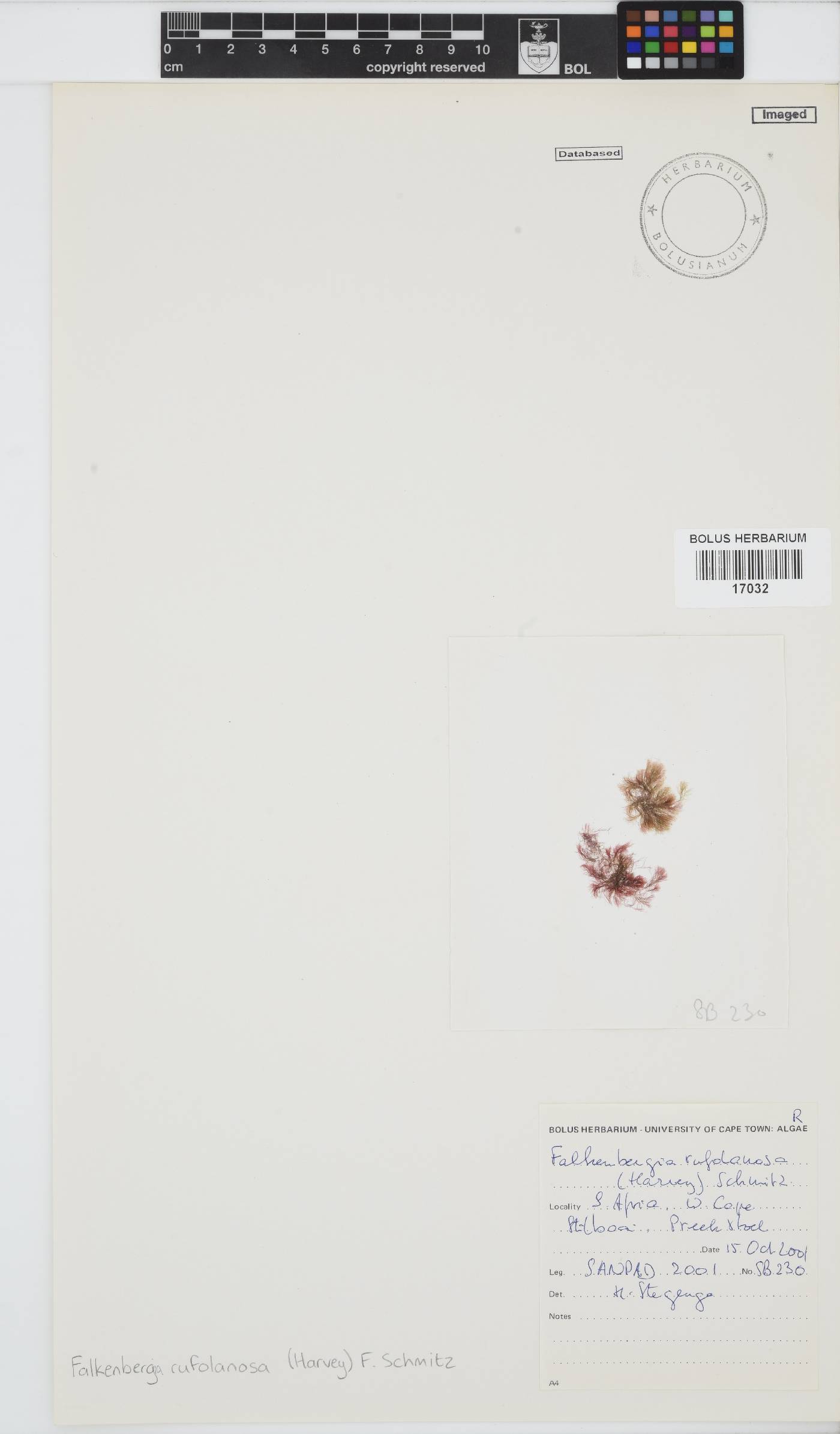 Asparagopsis armata image