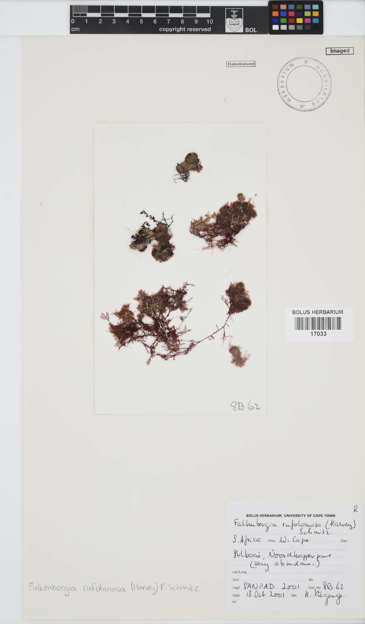 Asparagopsis image